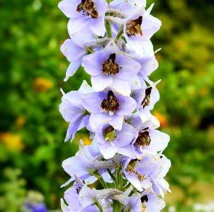 Flower, Flora, Delphinium, Plant