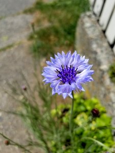 Flower, Plant, Flora, Purple