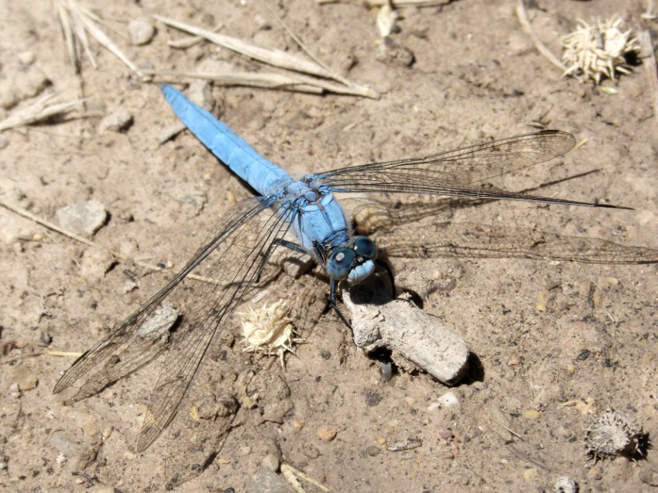 Insect, Invertebrate, Fauna, Dragonflies And Damseflies