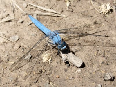 Insect, Invertebrate, Fauna, Dragonflies And Damseflies photo