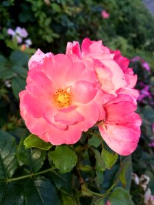 Flower, Rose, Rose Family, Pink