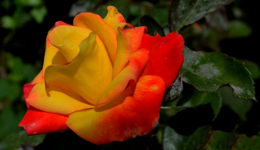 Rose, Rose Family, Flower, Floribunda