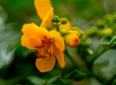 Flower, Flora, Yellow, Wildflower