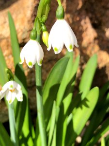 Flower, Galanthus, Plant, Snowdrop photo