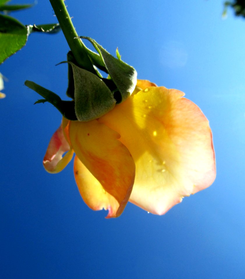 Yellow, Flower, Flora, Close Up