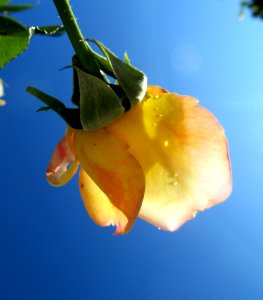 Yellow, Flower, Flora, Close Up