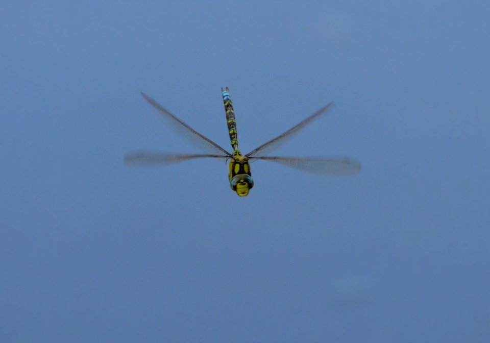 Rotorcraft, Flight, Helicopter, Dragonfly