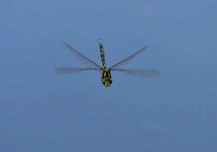 Rotorcraft, Flight, Helicopter, Dragonfly