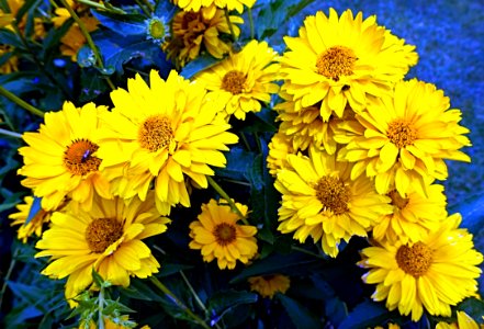 Flower, Yellow, Daisy Family, Chrysanths photo