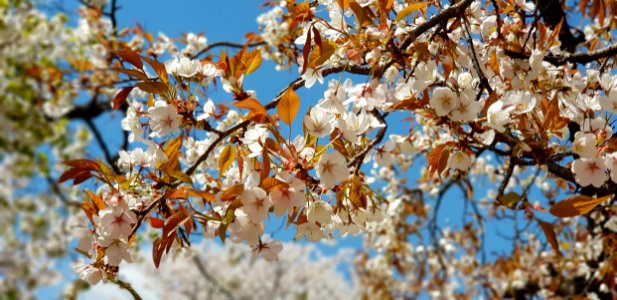 Blossom, Branch, Spring, Tree