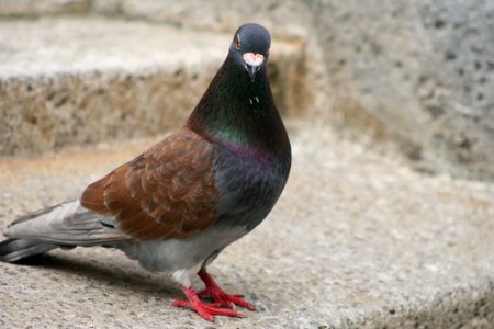 Bird, Pigeons And Doves, Beak, Fauna photo
