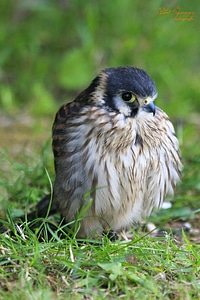 Birds nature american kestrel photo