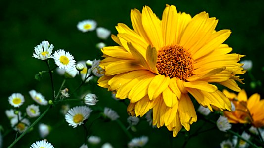 Flower, Yellow, Flora, Wildflower