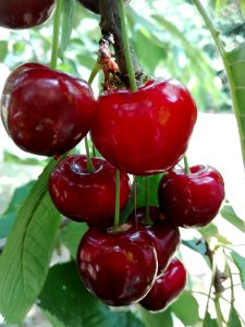 Cherry, Natural Foods, Fruit, Produce photo