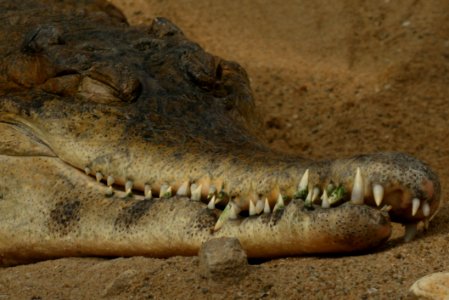 Crocodilia, Crocodile, Reptile, Terrestrial Animal