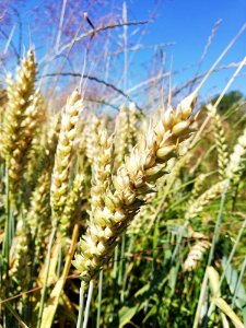 Food Grain, Grass Family, Wheat, Plant photo