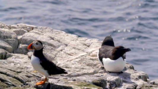 Puffin, Bird, Seabird, Fauna
