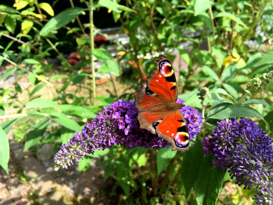 Butterfly, Moths And Butterflies, Brush Footed Butterfly, Insect