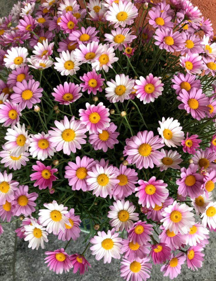 Flower, Plant, Flowering Plant, Aster