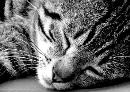 Cat, Whiskers, Black, Black And White photo