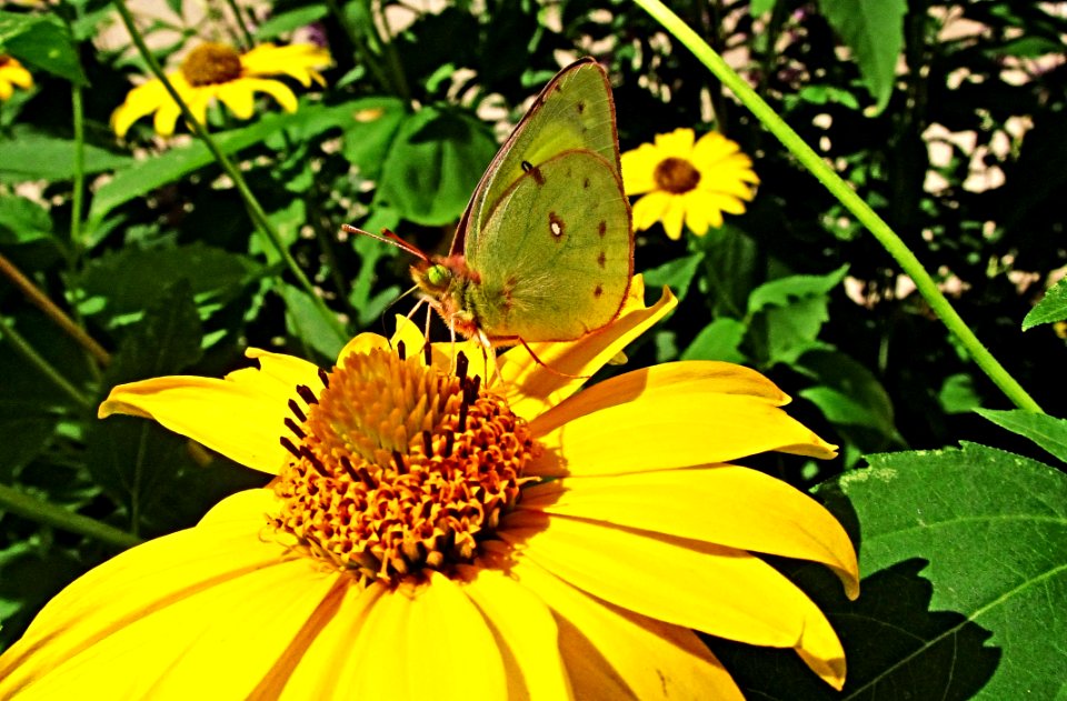 Butterfly, Flower, Yellow, Moths And Butterflies