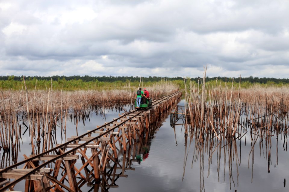 Wetland, Marsh, Water, Fen