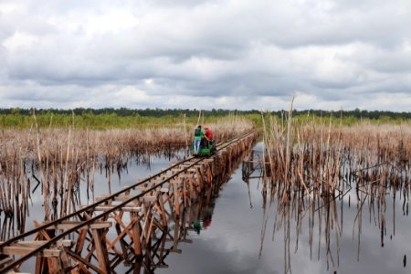 Wetland, Marsh, Water, Fen