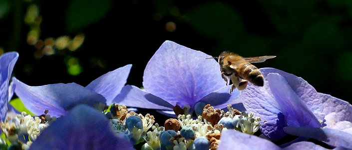 Flower, Bee, Honey Bee, Flora