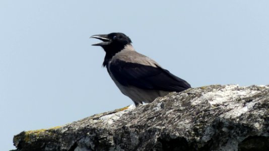 Bird, Crow Like Bird, Crow, Fauna photo