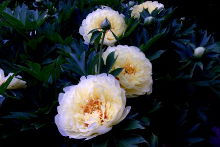 Flower, Plant, Flowering Plant, Peony