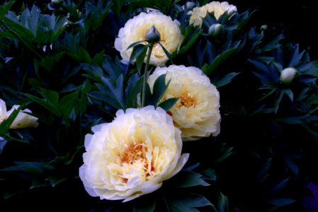 Flower, Plant, Flowering Plant, Peony photo