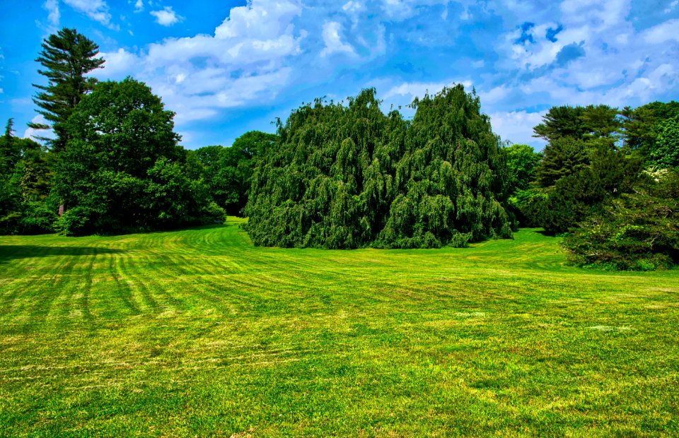 Grassland, Vegetation, Sky, Ecosystem