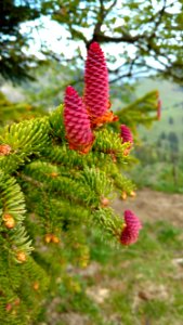 Spruce, Pine Family, Conifer, Tree photo
