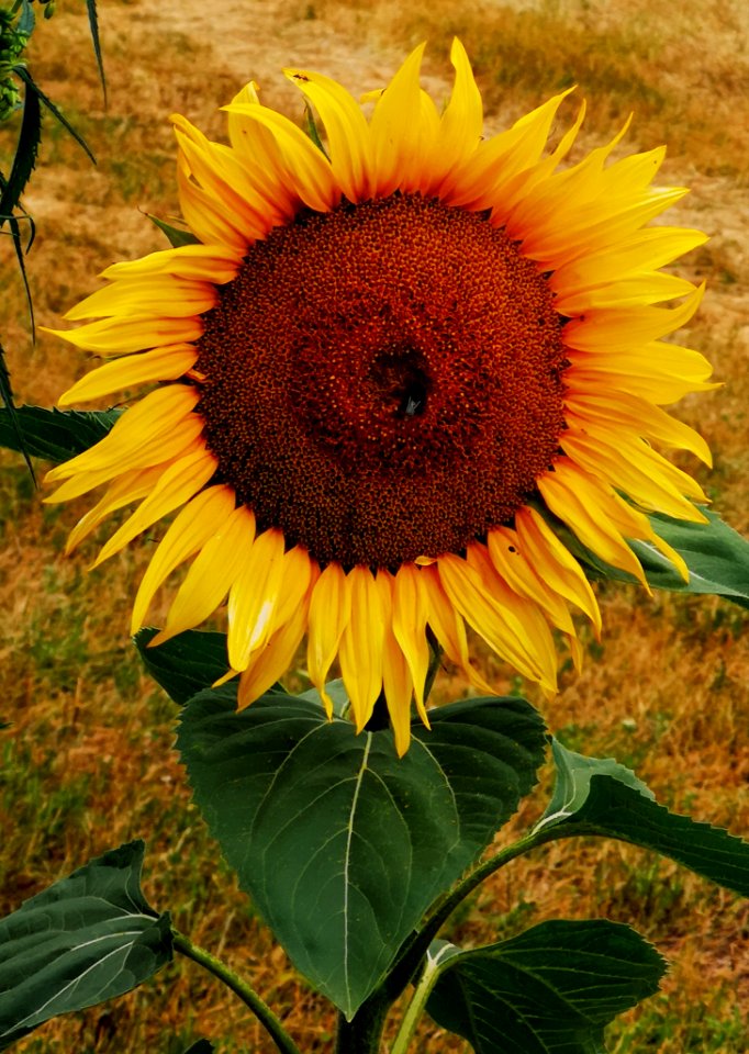 Flower, Sunflower, Plant, Sunflower Seed