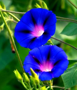Blue, Flower, Plant, Morning Glory photo