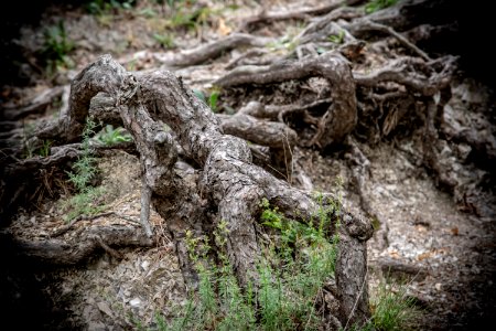 Tree, Vegetation, Root, Plant