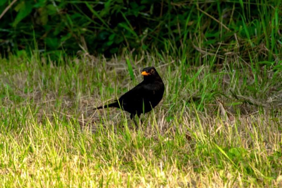 Bird, Blackbird, Fauna, Beak