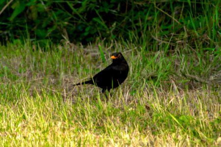 Bird, Blackbird, Fauna, Beak photo
