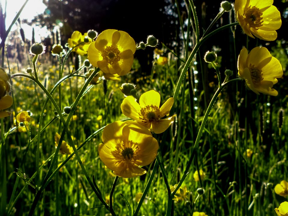 Flower, Yellow, Wildflower, Flora