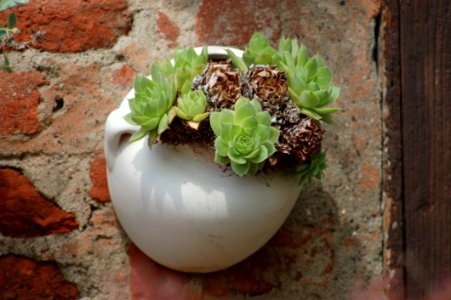 Flowerpot, Plant, Herb photo