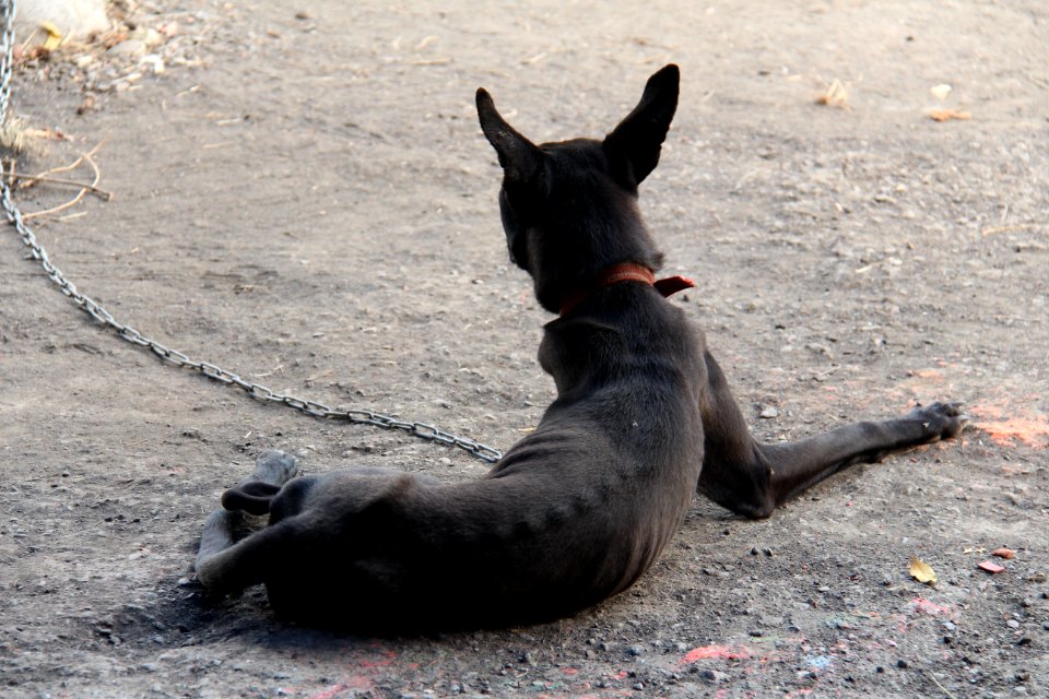 Snout, Street Dog, Dog Like Mammal, Pack Animal