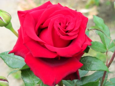 Rose, Flower, Rose Family, Garden Roses