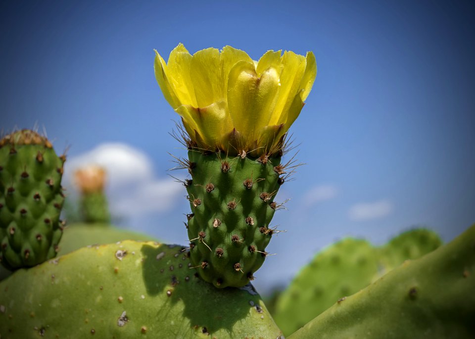 Cactus, Barbary Fig, Vegetation, Plant