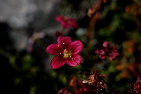 Flower, Flora, Plant, Spring photo