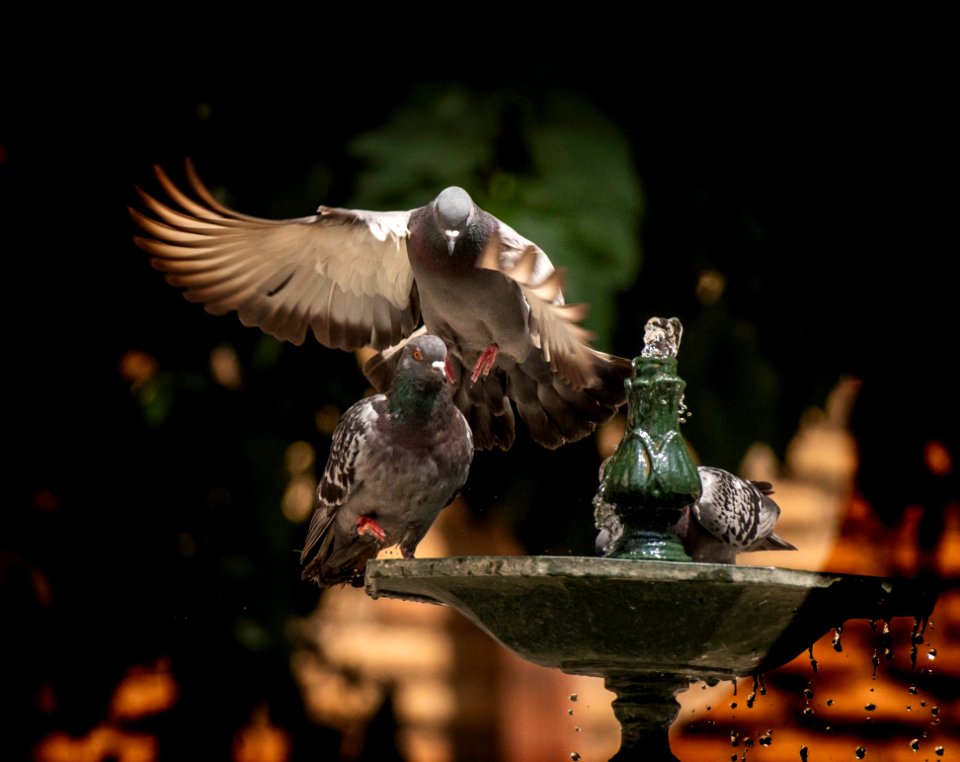 Bird, Fauna, Beak, Pigeons And Doves