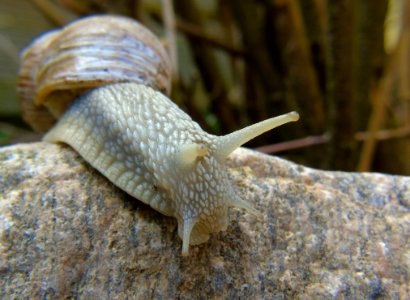 Snails And Slugs, Snail, Slug, Terrestrial Animal