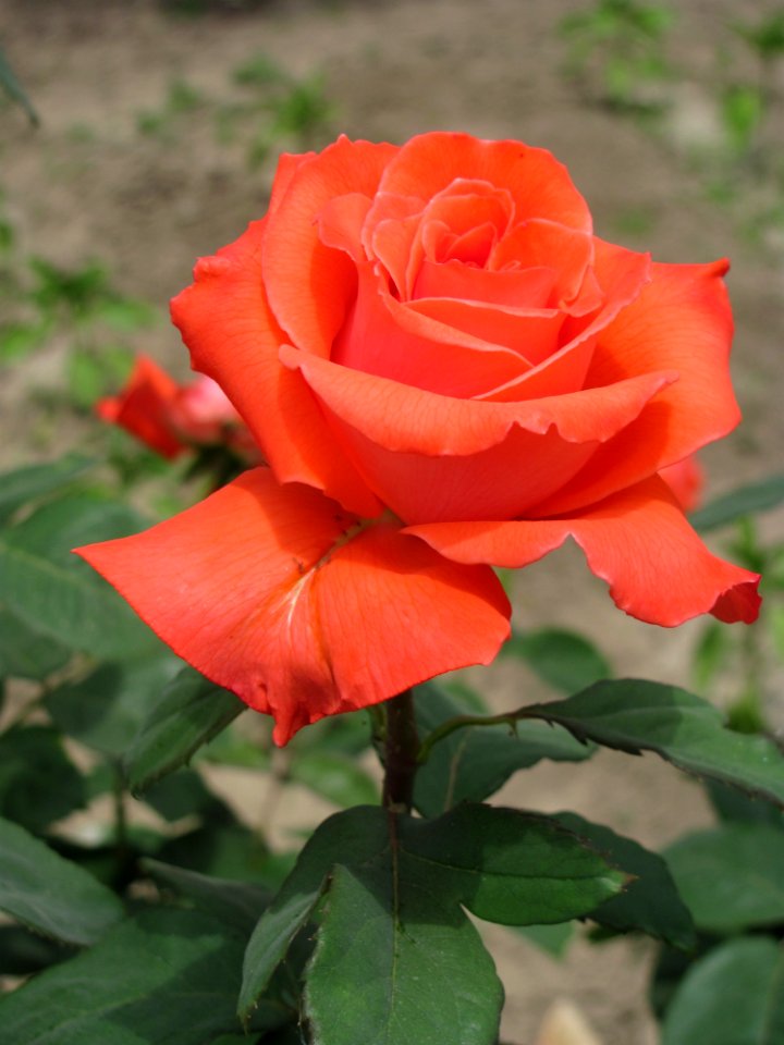 Rose, Flower, Rose Family, Garden Roses