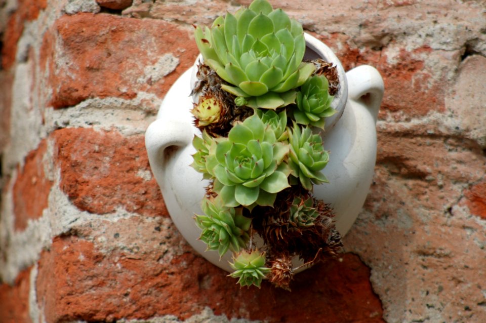 Plant, Flowerpot, Cactus, Flower