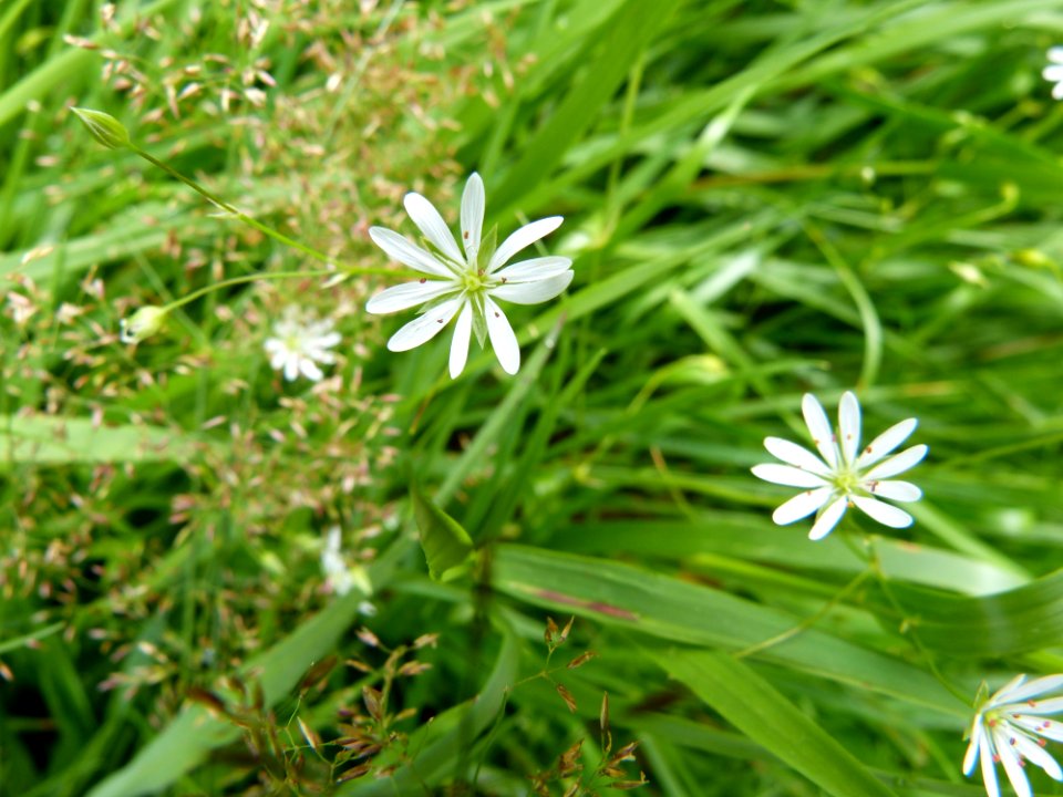 Plant, Flower, Flora, Grass