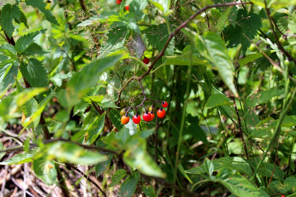 Plant, Vegetation, Flora, Leaf